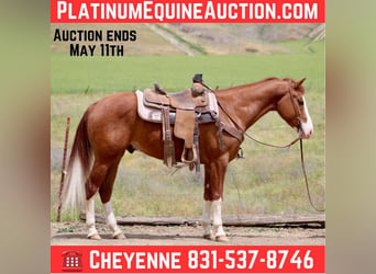 American Paint Horse, Castrone, 6 Anni, 150 cm, Sauro scuro