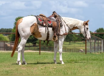 American Paint Horse, Castrone, 6 Anni, 152 cm, Falbo