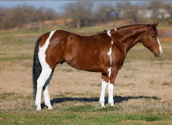 American Paint Horse, Castrone, 6 Anni, 152 cm, Pezzato