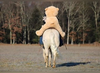 American Paint Horse, Castrone, 6 Anni, 152 cm