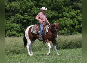 American Paint Horse, Castrone, 6 Anni, 152 cm, Sauro scuro