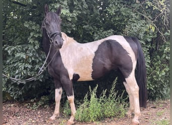 American Paint Horse, Castrone, 6 Anni, 153 cm, Pezzato