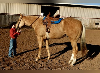 American Paint Horse, Castrone, 6 Anni, 155 cm, Palomino