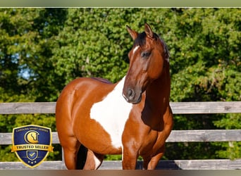 American Paint Horse Mix, Castrone, 6 Anni, 155 cm