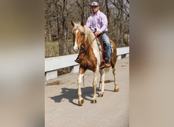 American Paint Horse, Castrone, 6 Anni, 155 cm, Pezzato