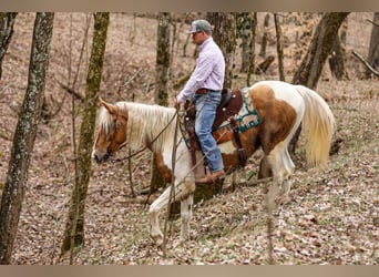 American Paint Horse, Castrone, 6 Anni, 155 cm, Pezzato