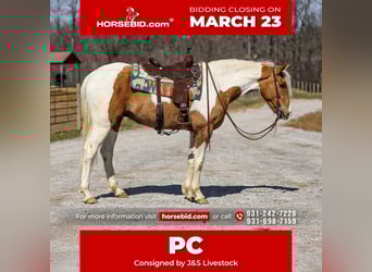 American Paint Horse, Castrone, 6 Anni, 155 cm, Pezzato