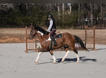 American Paint Horse Mix, Castrone, 6 Anni, 155 cm, Pezzato