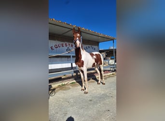 American Paint Horse, Castrone, 6 Anni, 155 cm, Tovero-tutti i colori