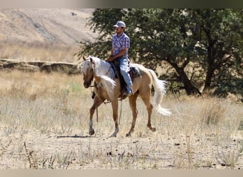 American Paint Horse, Castrone, 6 Anni, 157 cm, Palomino