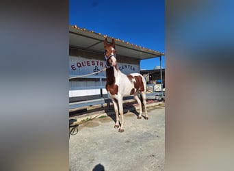 American Paint Horse, Castrone, 6 Anni, 158 cm, Tovero-tutti i colori