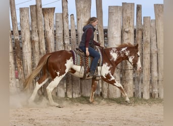 American Paint Horse, Castrone, 6 Anni, 168 cm
