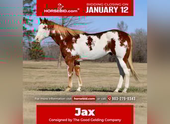 American Paint Horse, Castrone, 6 Anni, 168 cm