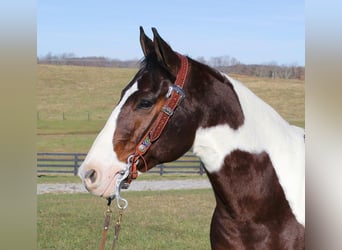 American Paint Horse, Castrone, 6 Anni, Baio ciliegia
