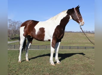 American Paint Horse, Castrone, 6 Anni, Baio ciliegia