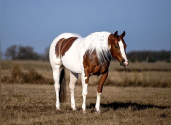 American Paint Horse, Castrone, 6 Anni, Pezzato