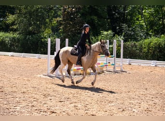 American Paint Horse Mix, Castrone, 6 Anni, Pezzato