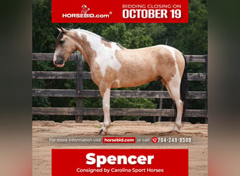 American Paint Horse Mix, Castrone, 6 Anni, Pezzato