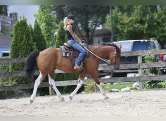 American Paint Horse Mix, Castrone, 6 Anni, Pezzato