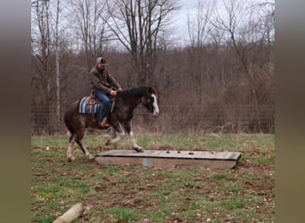 American Paint Horse, Castrone, 7 Anni, 142 cm, Roano blu