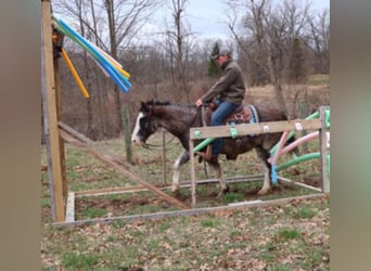 American Paint Horse, Castrone, 7 Anni, 142 cm, Roano blu