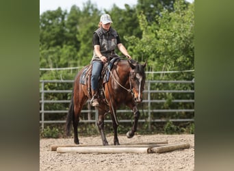 American Paint Horse, Castrone, 7 Anni, 150 cm, Baio