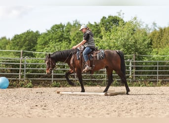 American Paint Horse, Castrone, 7 Anni, 150 cm, Baio