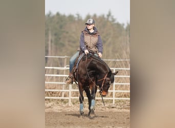 American Paint Horse, Castrone, 7 Anni, 150 cm, Baio