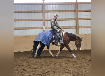 American Paint Horse, Castrone, 7 Anni, 152 cm, Tobiano-tutti i colori