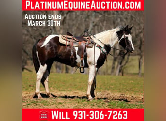 American Paint Horse, Castrone, 7 Anni, 155 cm, Tobiano-tutti i colori