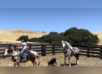 American Paint Horse, Castrone, 7 Anni, 157 cm, Grigio