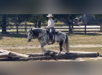 American Paint Horse, Castrone, 7 Anni, 157 cm, Grigio