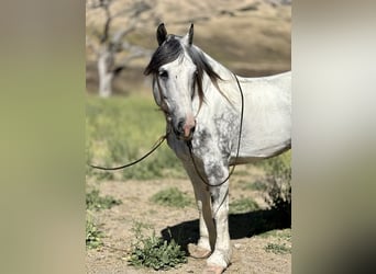 American Paint Horse, Castrone, 7 Anni, 157 cm, Grigio