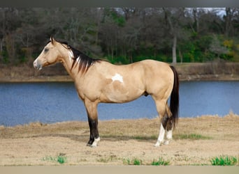 American Paint Horse, Castrone, 7 Anni, 157 cm, Pelle di daino