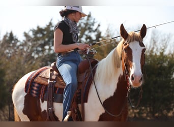 American Paint Horse, Castrone, 7 Anni, 157 cm, Pezzato