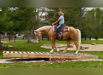 American Paint Horse, Castrone, 7 Anni, Palomino