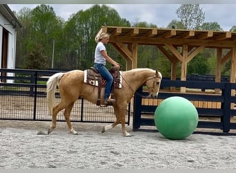 American Paint Horse, Castrone, 7 Anni, Palomino