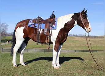 American Paint Horse, Castrone, 7 Anni