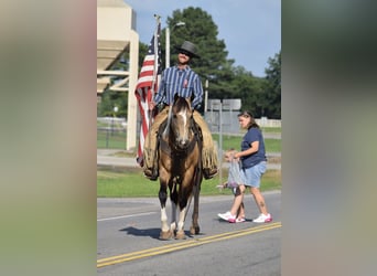 American Paint Horse, Castrone, 7 Anni, Pelle di daino