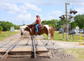 American Paint Horse, Castrone, 7 Anni, Pezzato