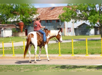 American Paint Horse, Castrone, 7 Anni, Pezzato