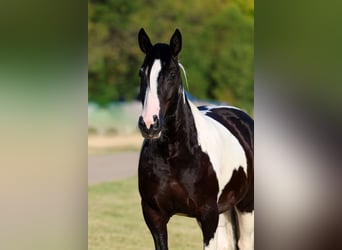 American Paint Horse Mix, Castrone, 7 Anni, Pezzato