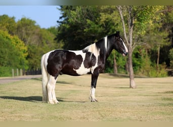 American Paint Horse Mix, Castrone, 7 Anni, Pezzato
