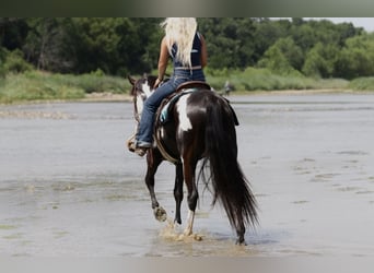 American Paint Horse, Castrone, 7 Anni, Pezzato