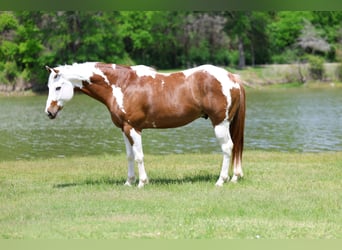 American Paint Horse, Castrone, 7 Anni, Sauro ciliegia
