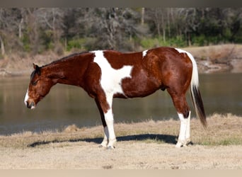 American Paint Horse, Castrone, 7 Anni, Tobiano-tutti i colori