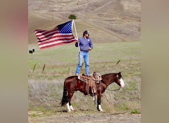 American Paint Horse, Castrone, 8 Anni, 137 cm, Baio ciliegia