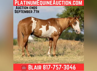 American Paint Horse, Castrone, 8 Anni, 142 cm, Overo-tutti i colori