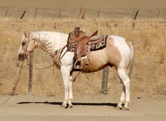 American Paint Horse, Castrone, 8 Anni, 152 cm, Palomino