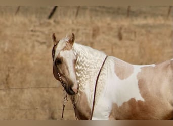 American Paint Horse, Castrone, 8 Anni, 152 cm, Palomino